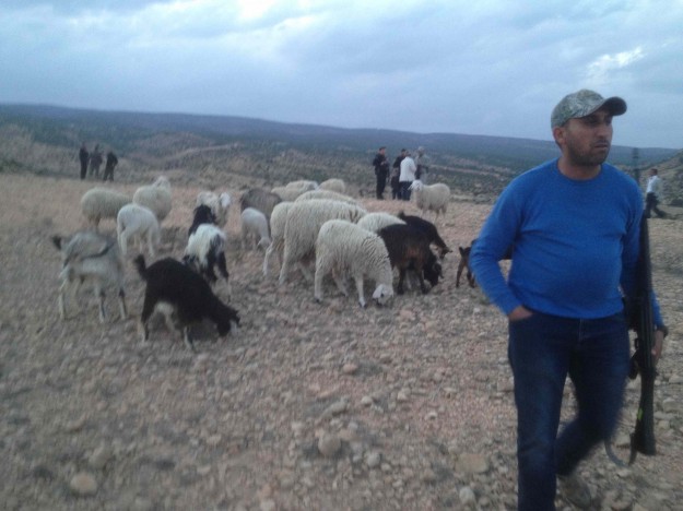 Moutons+sécu