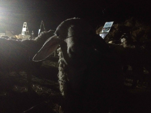 Moutons nocturne